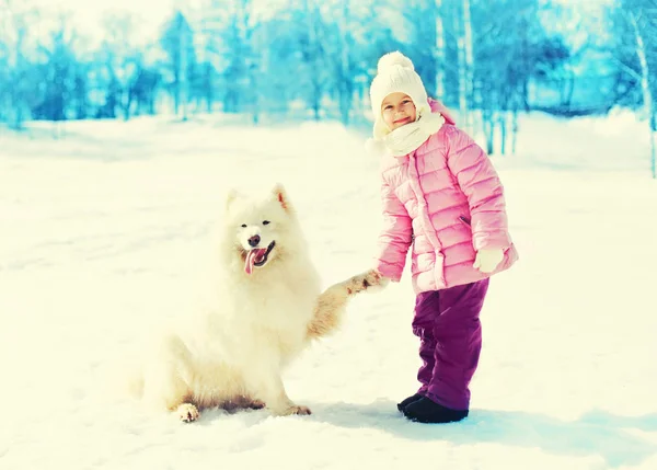 Παιδί με λευκό Samoyed σκύλος παίζει χειμώνα δίνει πόδι — Φωτογραφία Αρχείου
