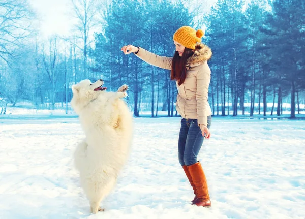 Happy woman owner with white Samoyed dog playing in winter park — Stock Photo, Image