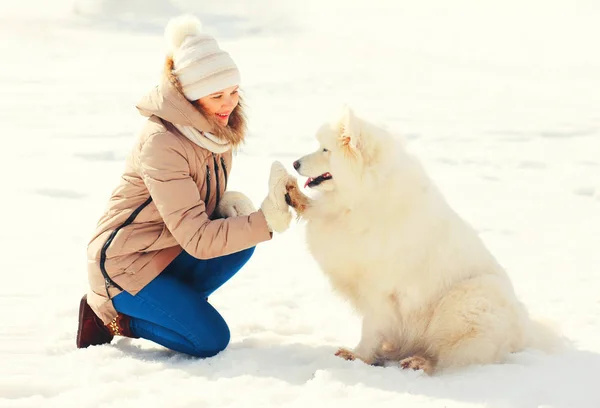 Mujer propietaria y perro Samoyedo blanco dando pata en invierno —  Fotos de Stock