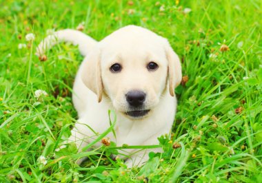 Güzel köpek yavrusu Labrador Retriever g dinlenme yalan söylüyor