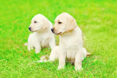 Sevimli iki yavru köpekler Labrador geri almak açık havada üstünde oturuyorsun