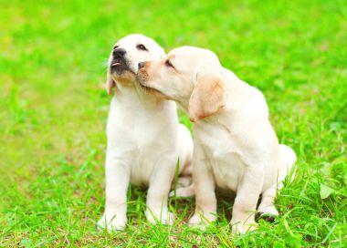 Birlikte yeşil g üzerinde sevimli iki yavru köpekler Labrador geri almak