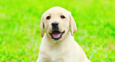 Mutlu sevimli köpek yavrusu Labrador Retriever portresi o oturuyor