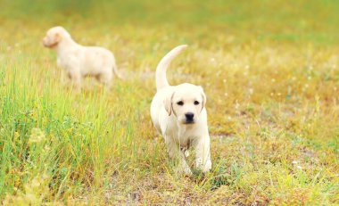 İki yavru köpekler Labrador Retriever birlikte açık havada çalışıyor