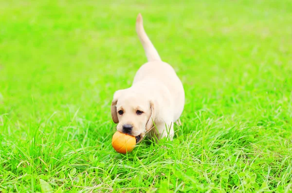 Bellissimo cane cucciolo Labrador Retriever sta giocando con una gomma — Foto Stock