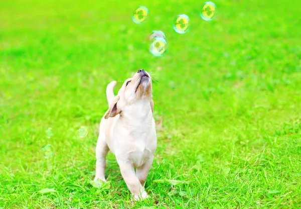 Bellissimo cane cucciolo Labrador Retriever sta giocando con un sapone bu — Foto Stock