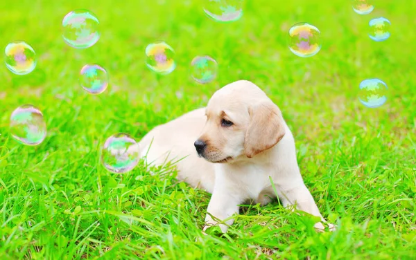 Hermoso perro cachorro Labrador Retriever con pompas de jabón es lyin —  Fotos de Stock