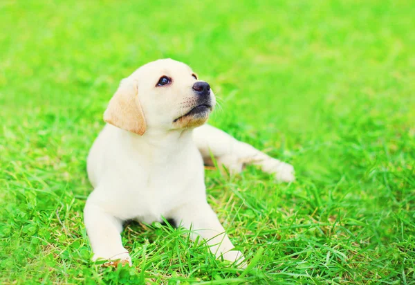 Söt hundvalp Labrador Retriever ljuger vilar i gräset — Stockfoto