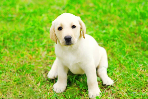 Lindo cachorro de perro Labrador Retriever está sentado en la hierba verde —  Fotos de Stock