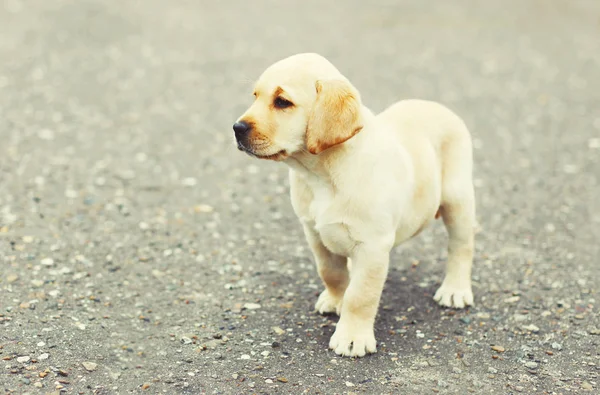 Roztomilý pes štěně Labrador retrívr na ulici chodníku — Stock fotografie