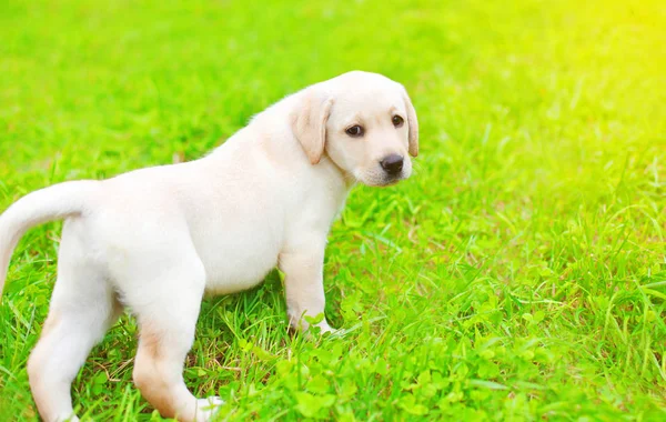 Lindo perro cachorro labrador retriever es caminar en la hierba en sol — Foto de Stock