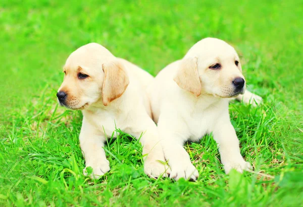 Lindo dos cachorros perros Labrador Retriever están acostados juntos en t — Foto de Stock