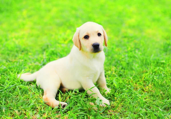 Dog puppy Labrador Retriever is lying resting on the grass in su — Stock Photo, Image