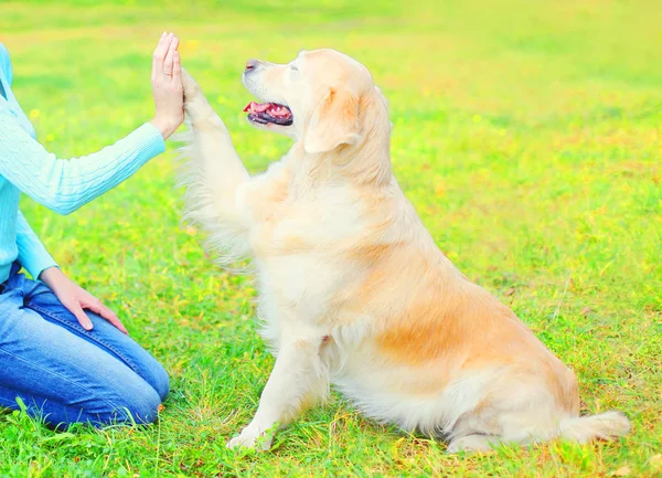 Оуэн дрессирует свою собаку Золотого ретривера на траве в парке, — стоковое фото