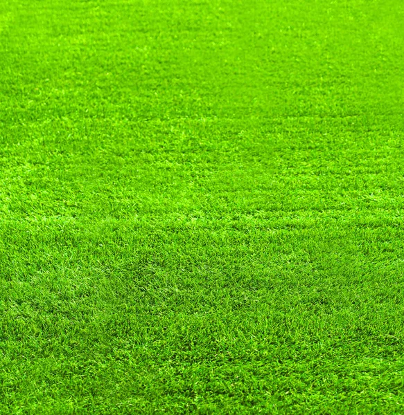 Texture d'herbe verte pour le fond, photo abstraite de la nature, vide — Photo