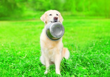 Güzel Golden Retriever köpek dişleri bir kase duruyor