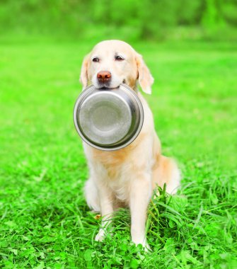 Güzel Golden Retriever köpek dişleri bir kase duruyor
