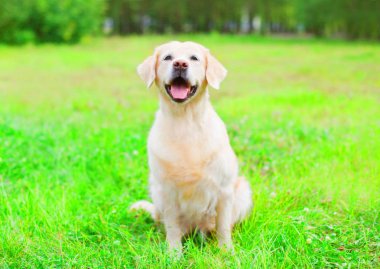 Golden Retriever köpek çim yaz üzerinde oturuyor