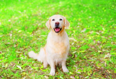 Golden Retriever köpek çim üzerinde oturuyor 