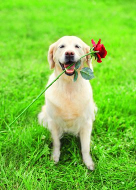Mutlu Golden Retriever köpek dişlerini kırmızı bir çiçek tutuyor 