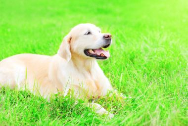 Mutlu Golden Retriever köpek bir su çim dinlenme yalan