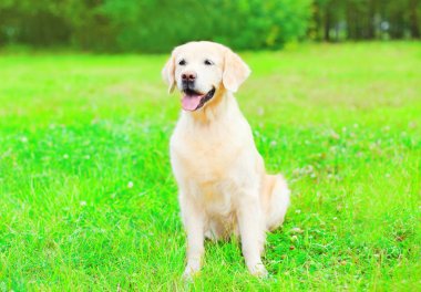 Mutlu Golden Retriever köpek çim yaz üzerinde oturuyor
