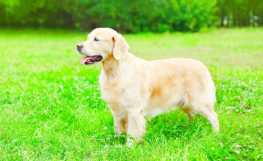 Mutlu Golden Retriever köpek çim üzerinde oturuyor. profil