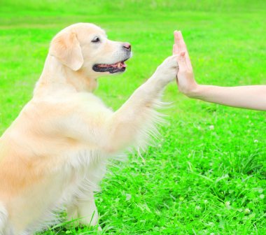 Sahibi Golden Retriever köpek park, giv çimlerin üzerine eğitim