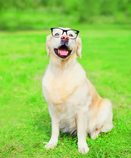 Golden Retriever pies w okularach na trawie w letni dzień — Zdjęcie stockowe