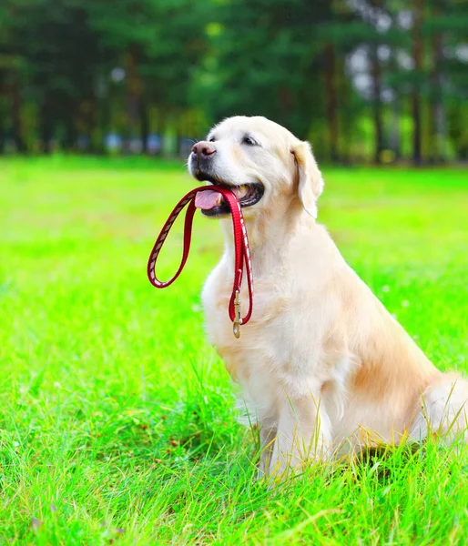 Золотий ретрівер собака тримає в порожнині рота, сидячи на повідку — стокове фото