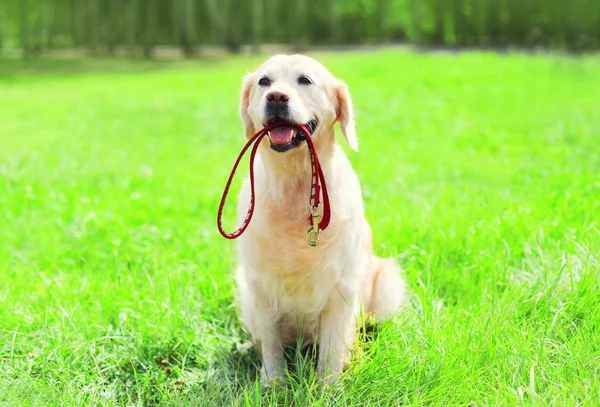 Golden Retriever chien avec une laisse est assis sur l'herbe sur un s — Photo