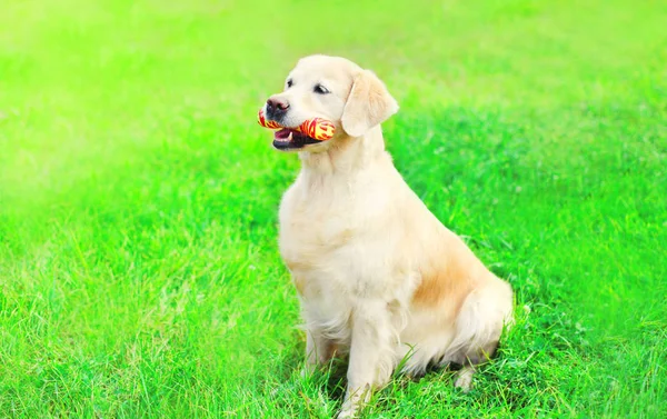 Golden Retriever cão com um brinquedo de osso de borracha está sentado no gr — Fotografia de Stock