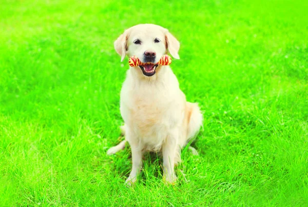 Golden Retriever perro con un juguete hueso de goma en la hierba en un su — Foto de Stock