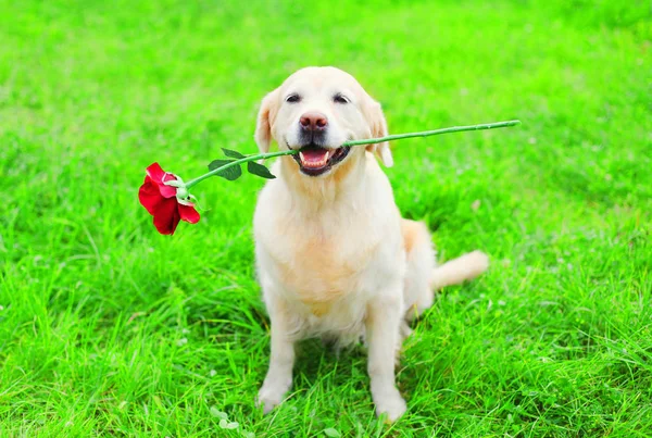 Šťastný pes zlatý retrívr je v zubech drží červený květ — Stock fotografie