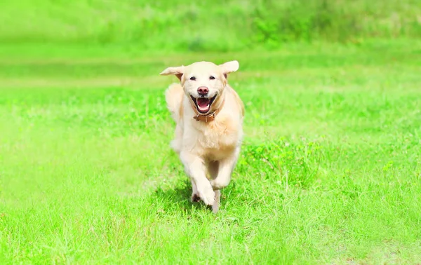 Happy Golden Retriever chien est en cours d'exécution sur l'herbe sur un été d — Photo