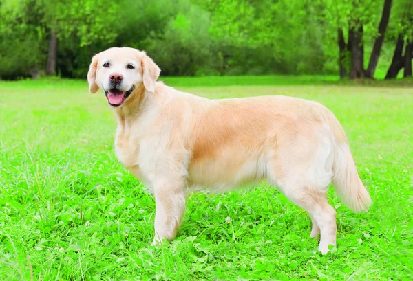 Happy Golden Retriever dog is sitting on the grass, voir le profil — Photo