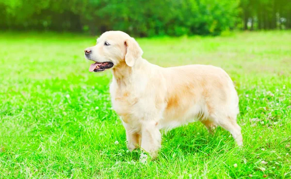 Joyeux chien Golden Retriever est assis sur l'herbe. profil de vue — Photo