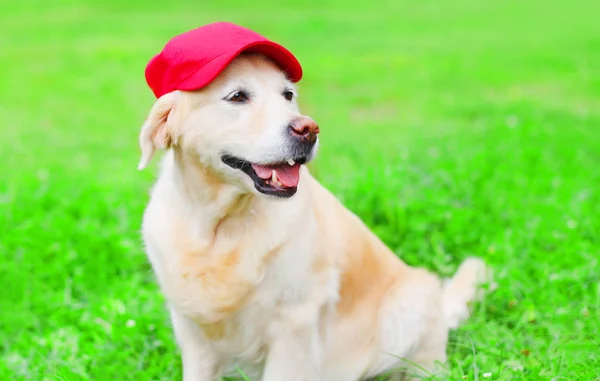 Šťastný pes zlatý retrívr na trávě v červenou čepici — Stock fotografie
