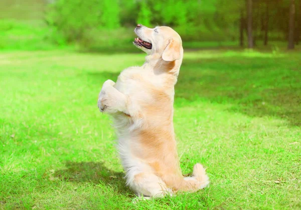 Счастливая собака золотого ретривера на траве стоит на шпильках — стоковое фото