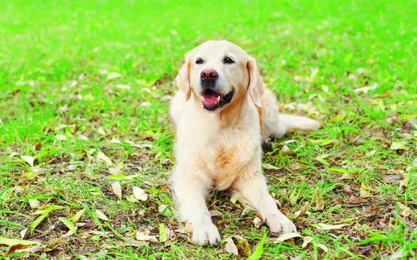 Szczęśliwy, radosny pies Golden Retriever jest leżąc na trawie w słońcu — Zdjęcie stockowe