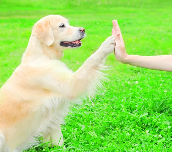 Proprietario sta addestrando Golden Retriever cane sull'erba nel parco, giv — Foto Stock