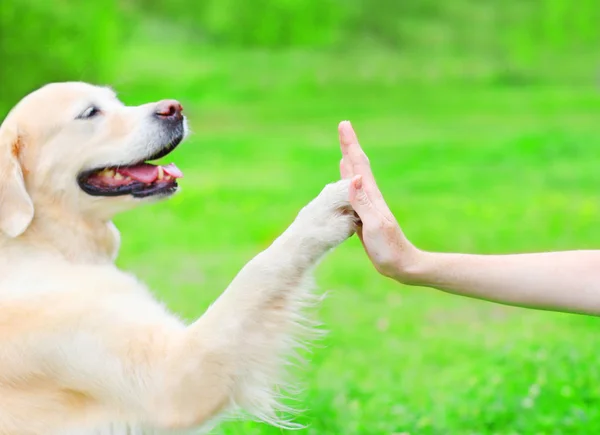 Proprietário está treinando seu cão Golden Retriever na grama no parque , — Fotografia de Stock