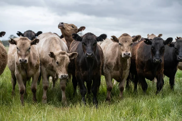 Rinderkühe Und Kälber Weiden Auf Gras Südwesten Von Victoria Australien lizenzfreie Stockfotos