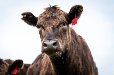 Güney Batı Victoria, Avustralya 'da sığır ve buzağılar otluyor. saman ve tohum yiyorlar. Türleri arasında benekli park, Murray Grey, Angus ve Brangus bulunur..