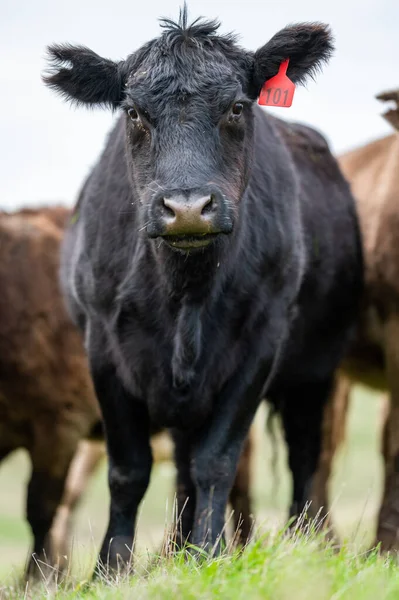 Krowy Wołowe Cielęta Pasące Się Trawie Południowo Zachodniej Wiktorii Australii — Zdjęcie stockowe
