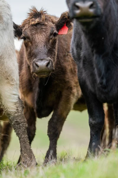 Beef cows and calfs grazing on grass in south west victoria, Australia. eating hay and silage. breeds include specked park, murray grey, angus and brangus.