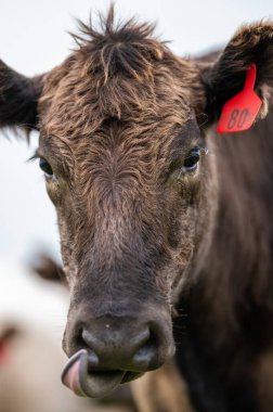 Güney Batı Victoria, Avustralya 'da sığır ve buzağılar otluyor. saman ve tohum yiyorlar. Türleri arasında benekli park, Murray Grey, Angus ve Brangus bulunur..