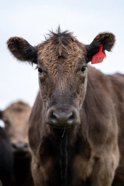 Güney Batı Victoria, Avustralya 'da sığır ve buzağılar otluyor. saman ve tohum yiyorlar. Türleri arasında benekli park, Murray Grey, Angus ve Brangus bulunur..