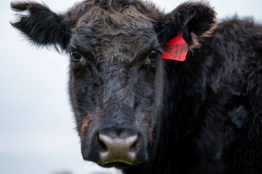 Güney Batı Victoria, Avustralya 'da sığır ve buzağılar otluyor. saman ve tohum yiyorlar. Türleri arasında benekli park, Murray Grey, Angus ve Brangus bulunur..