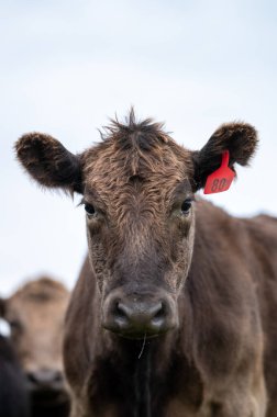 Güney Batı Victoria, Avustralya 'da sığır ve buzağılar otluyor. saman ve tohum yiyorlar. Türleri arasında benekli park, Murray Grey, Angus ve Brangus bulunur..